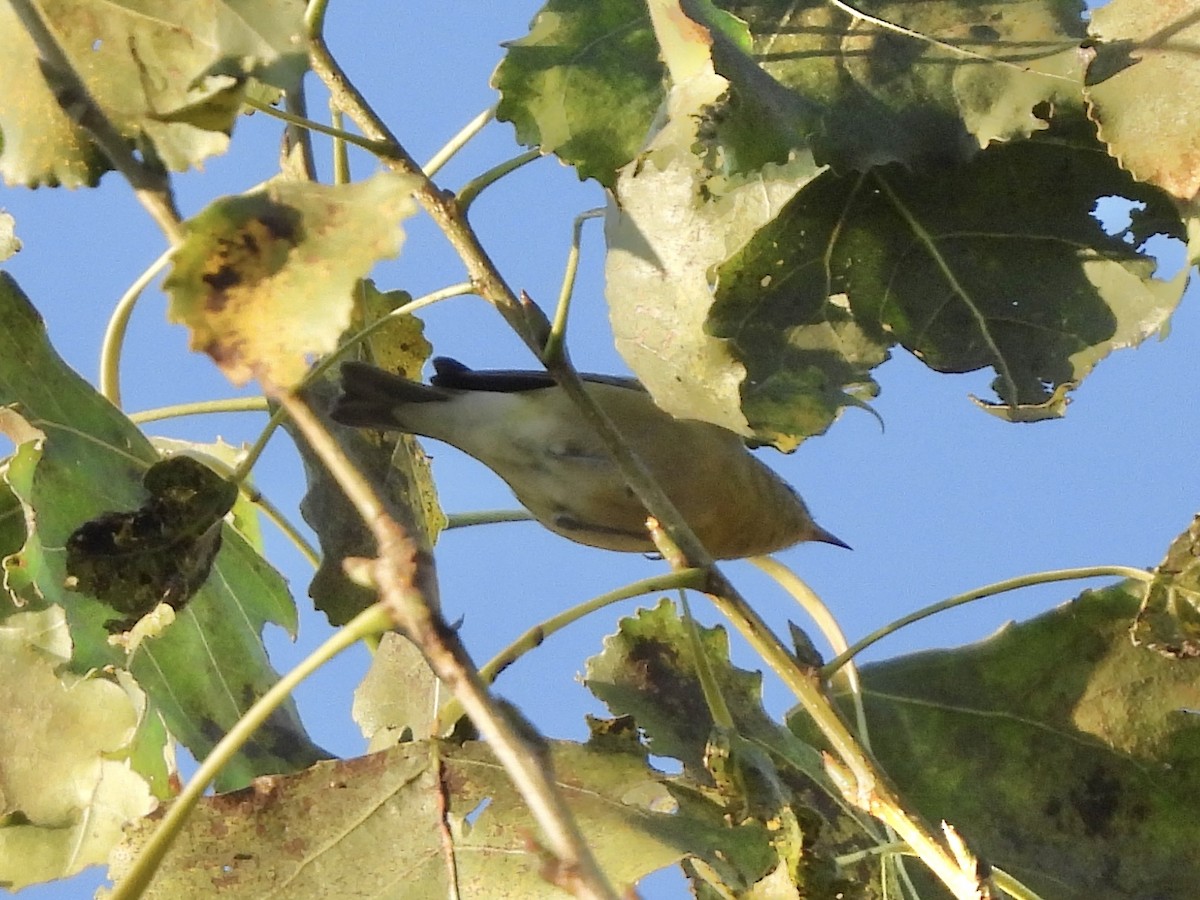 Tennessee Warbler - ML642912699