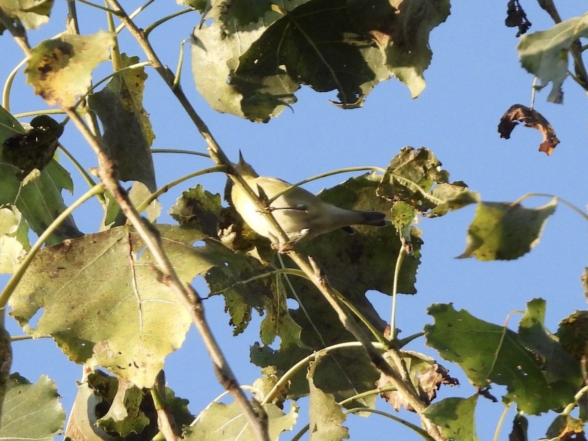 Tennessee Warbler - ML642912700
