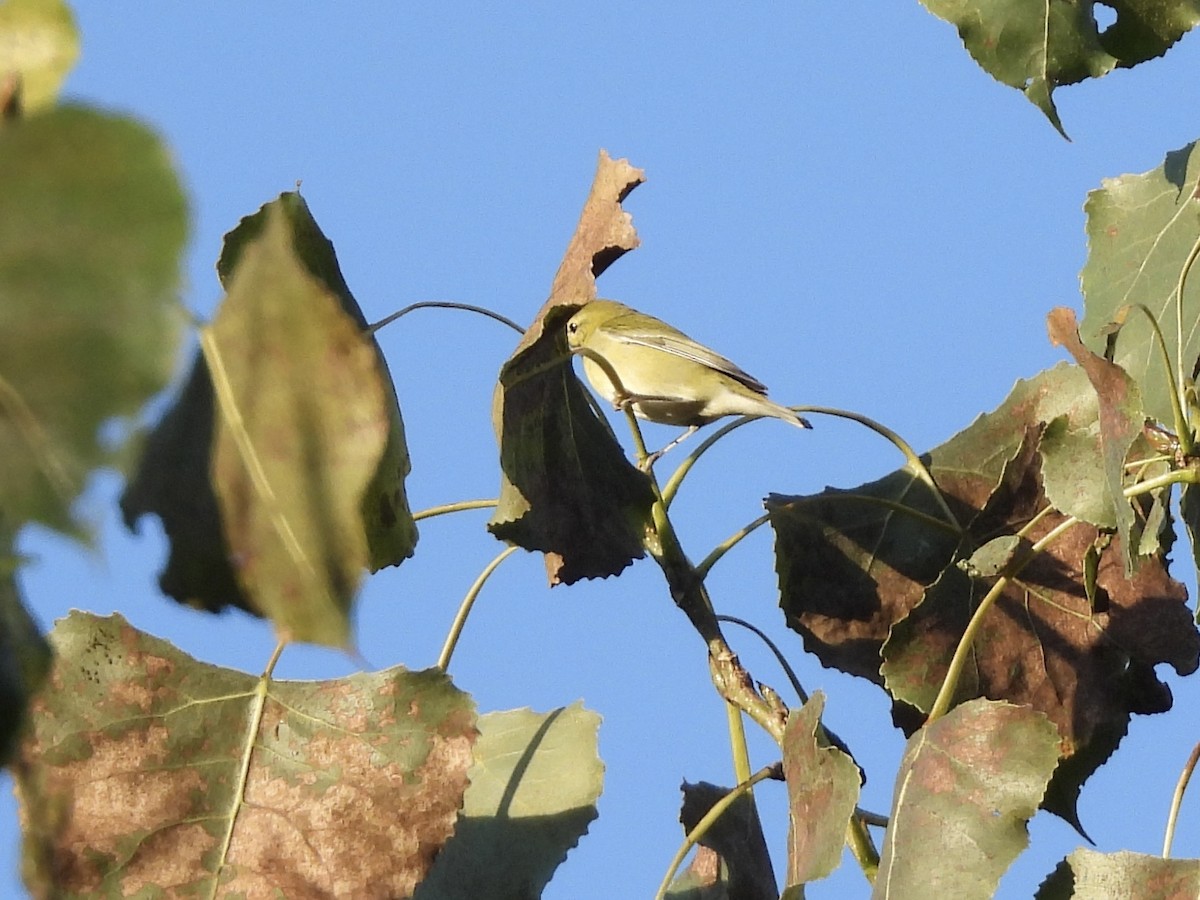 Tennessee Warbler - ML642912701