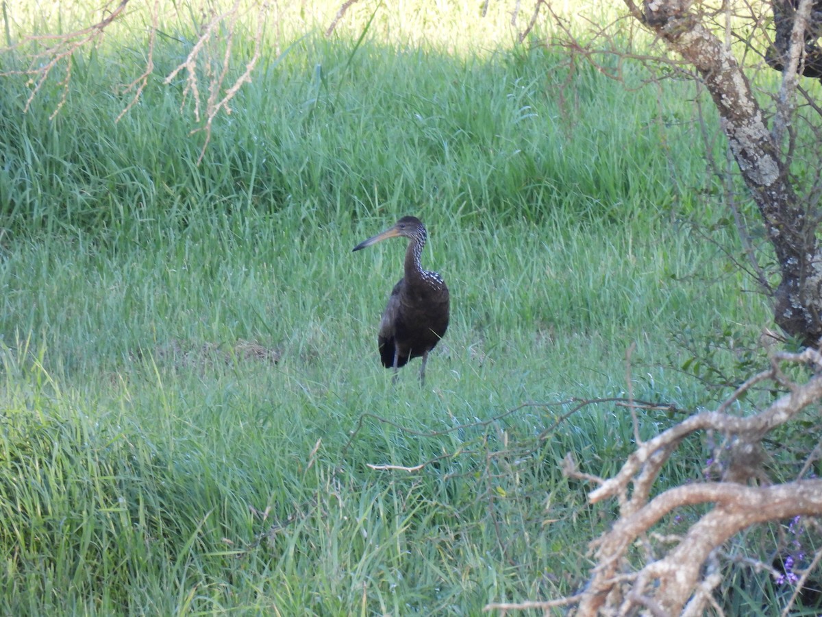 Limpkin - ML642912702