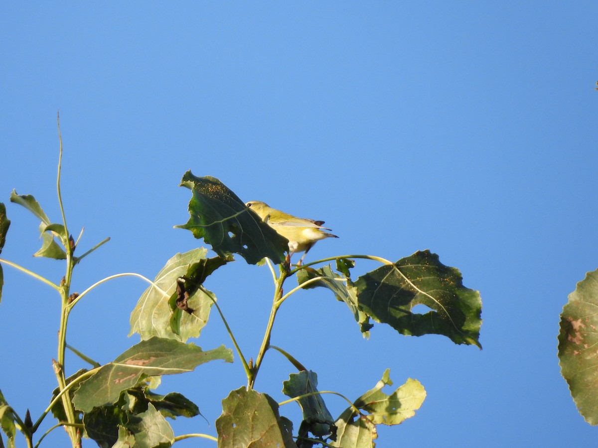 Tennessee Warbler - ML642912703