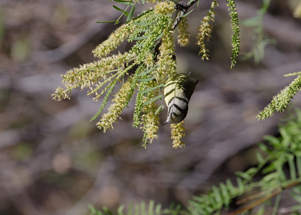 サメズアカアメリカムシクイ - ML642912738