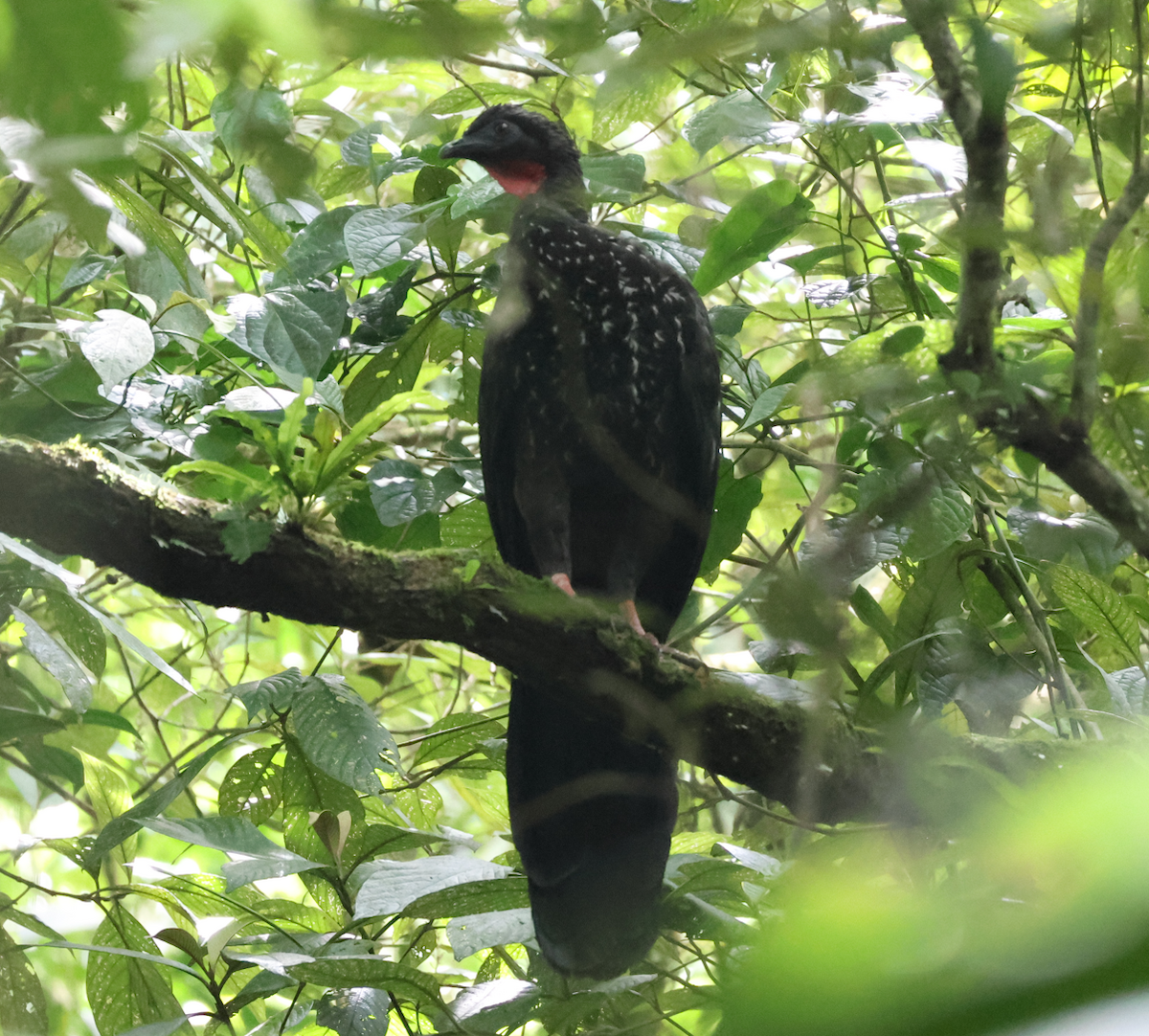 Crested Guan - ML642912743