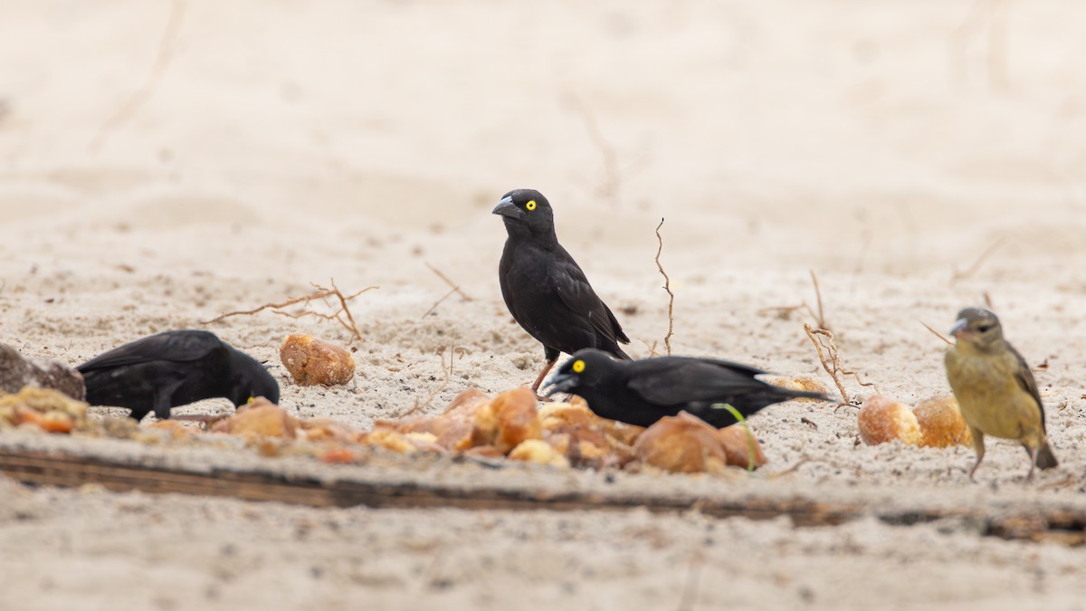 Vieillot's Black Weaver - ML642912761