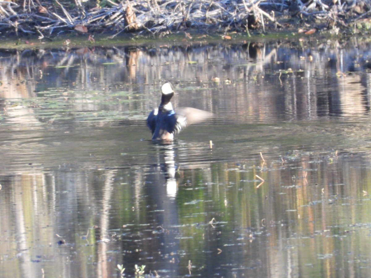 Hooded Merganser - ML642912764