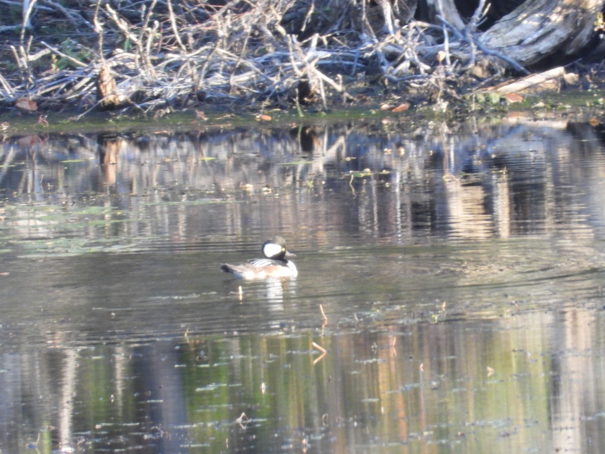 Hooded Merganser - ML642912765