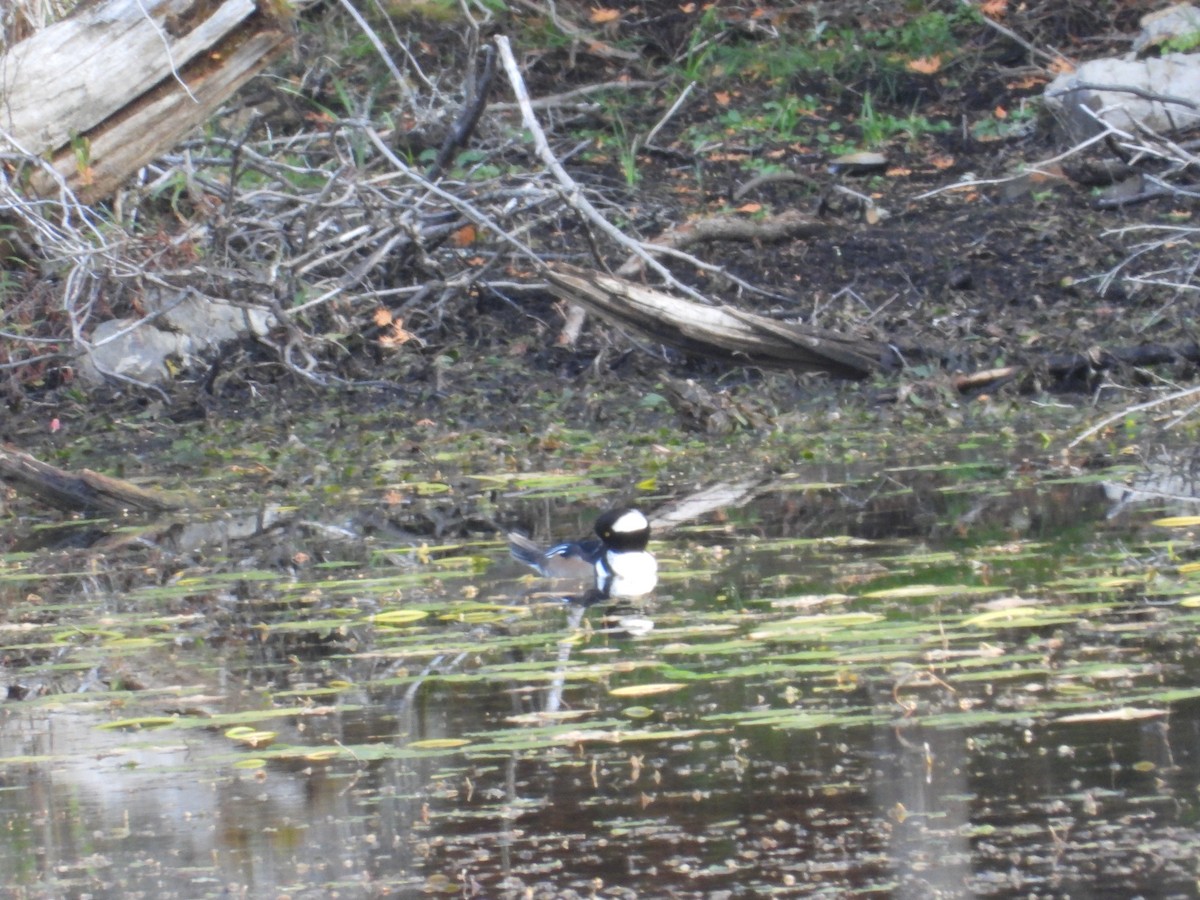 Hooded Merganser - ML642912768