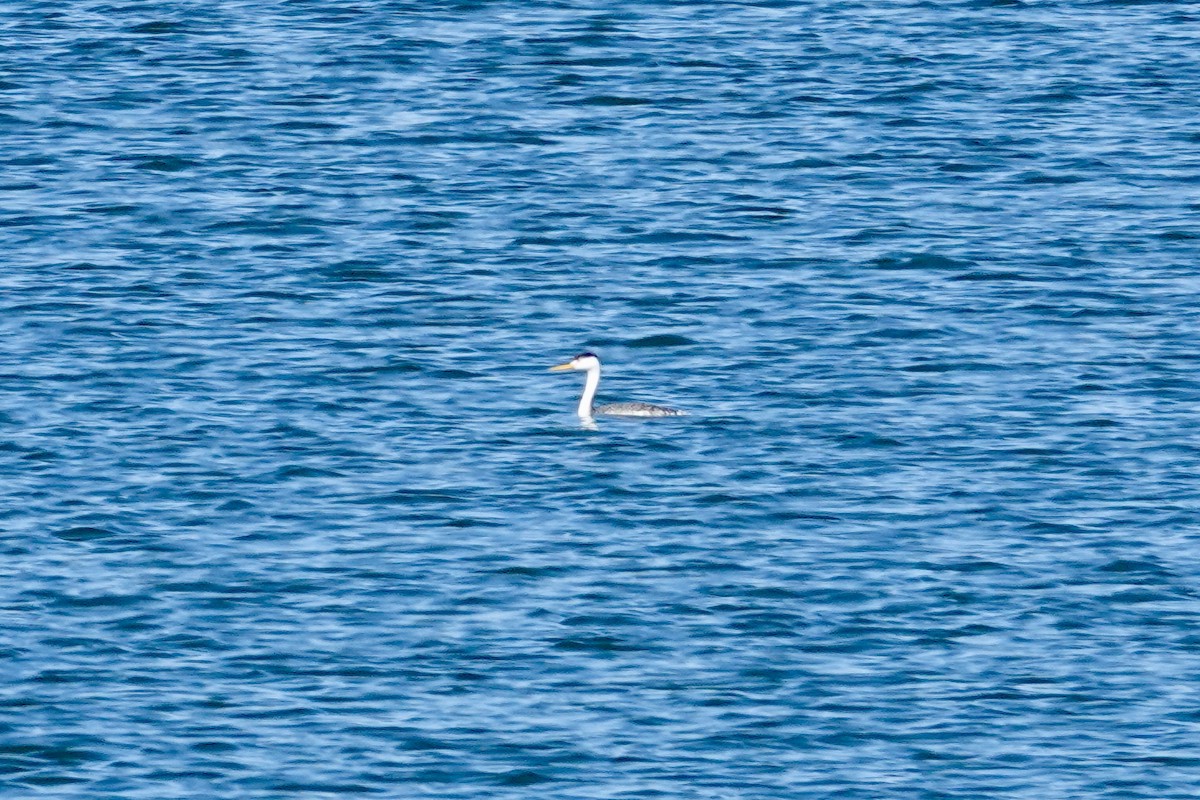 Clark's Grebe - ML642912778