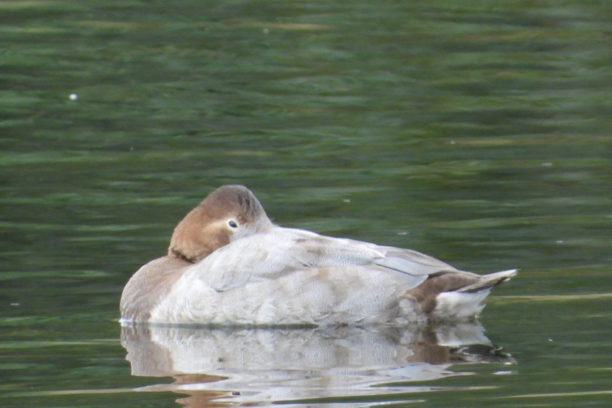 Canvasback - ML642912780