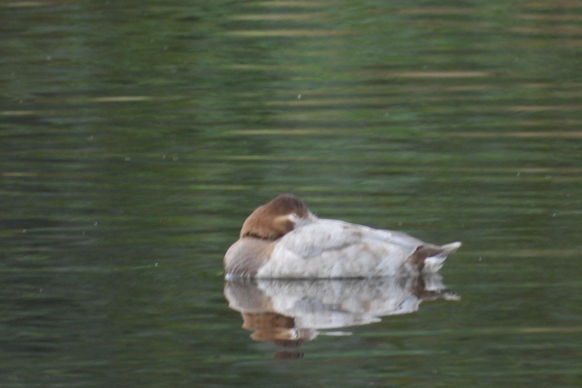 Canvasback - ML642912781