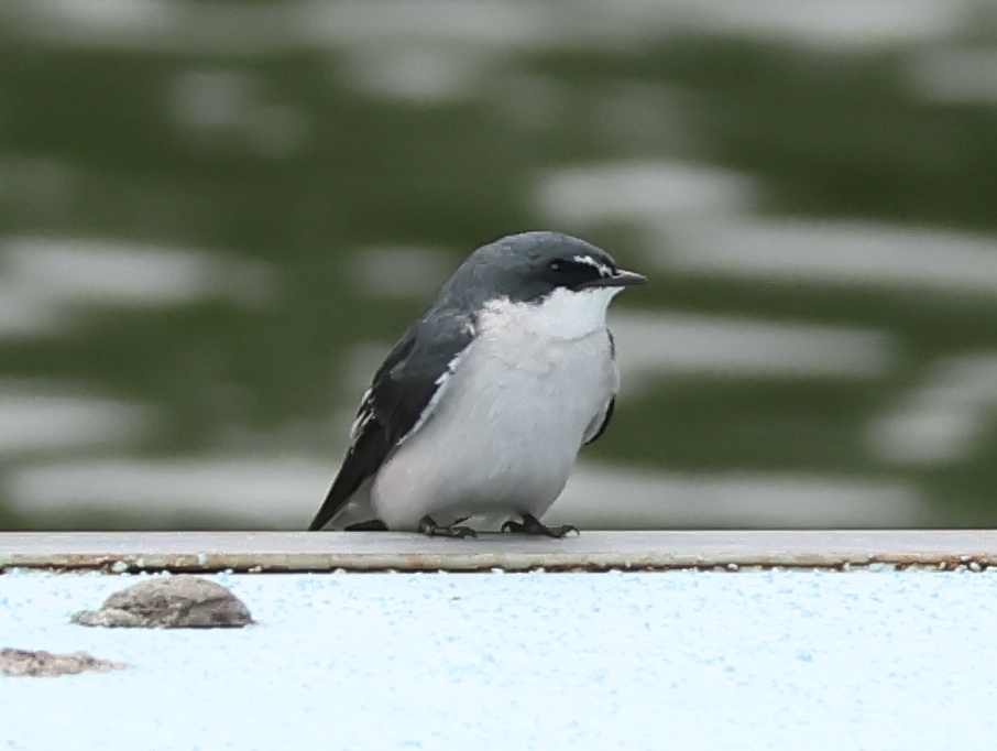 Mangrove Swallow - ML642912785