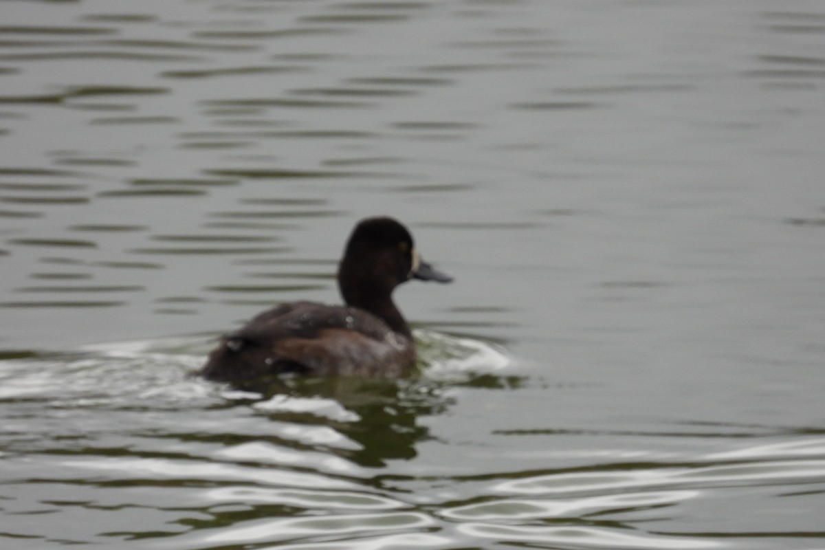 Greater/Lesser Scaup - ML642912787