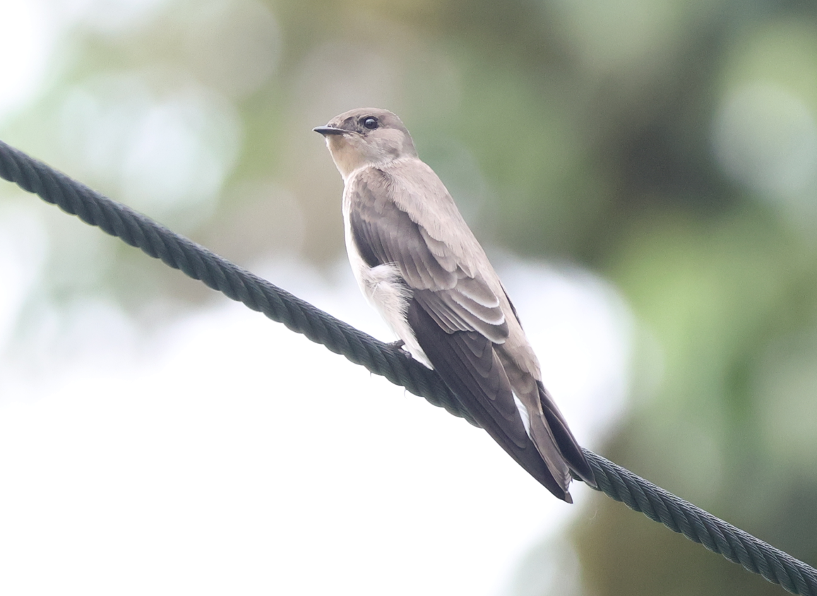 Northern Rough-winged Swallow - ML642912791