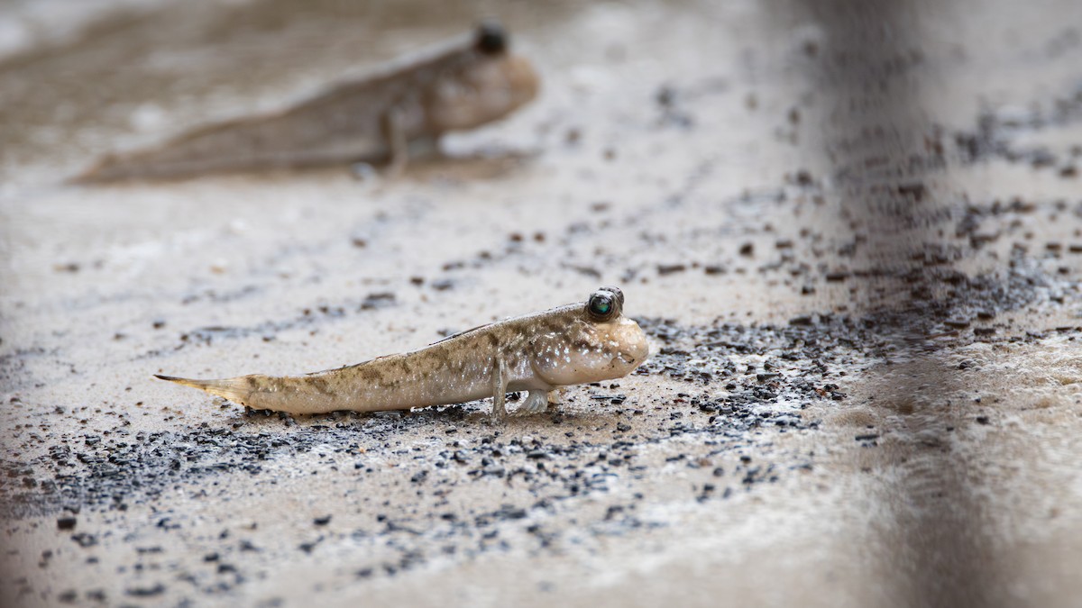 Atlantic Mudskipper - ML642912798