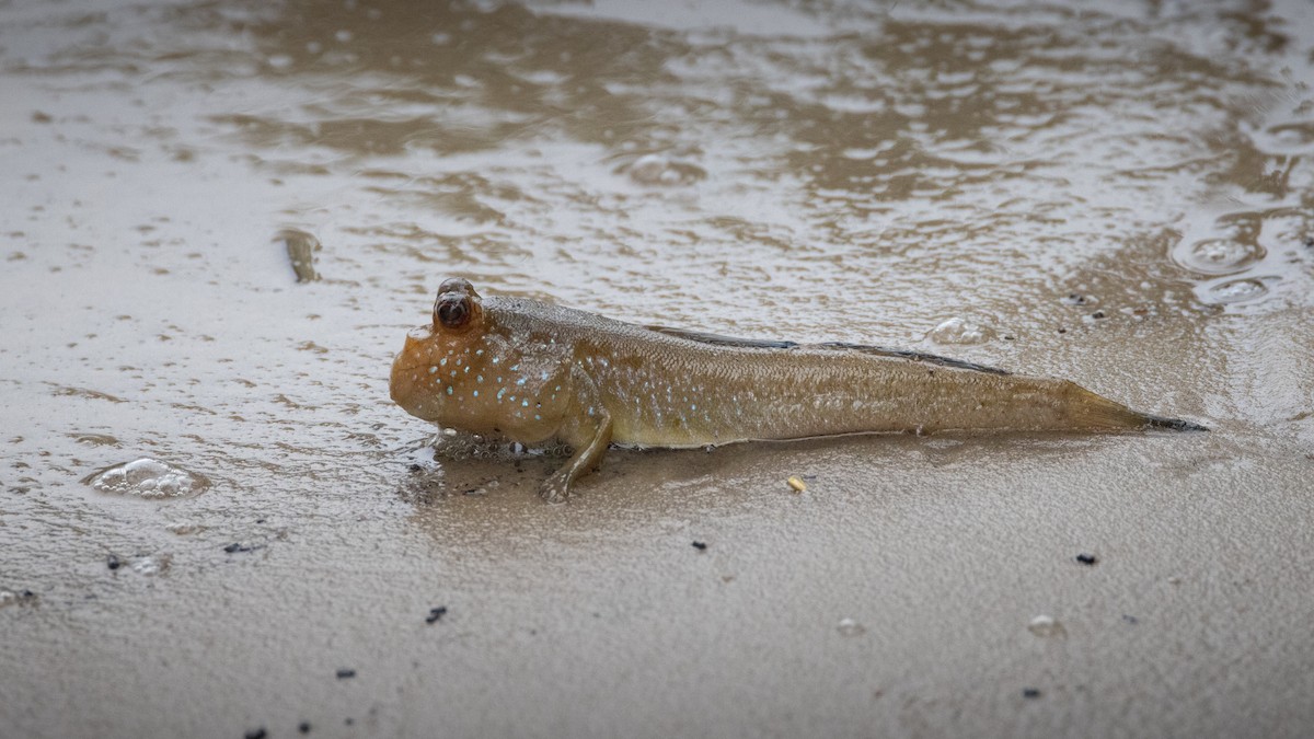 Atlantic Mudskipper - ML642912799