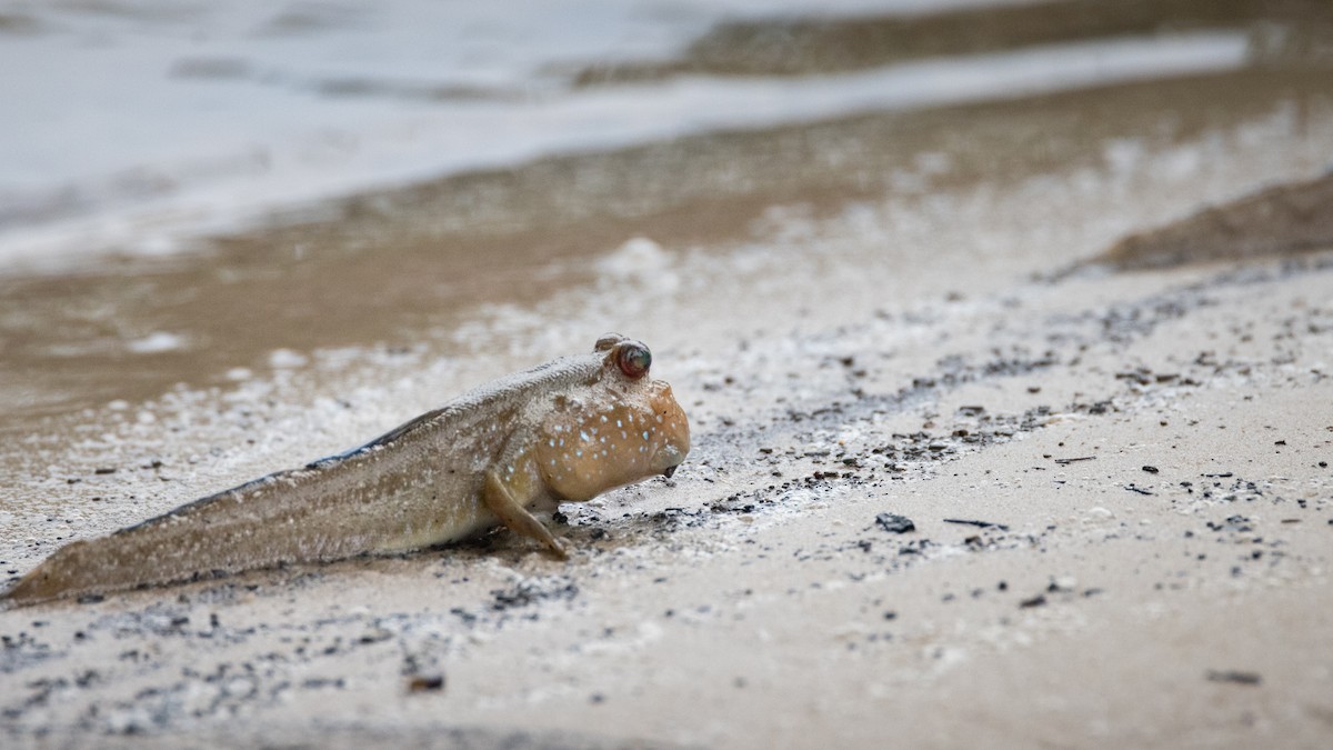 Atlantic Mudskipper - ML642912800