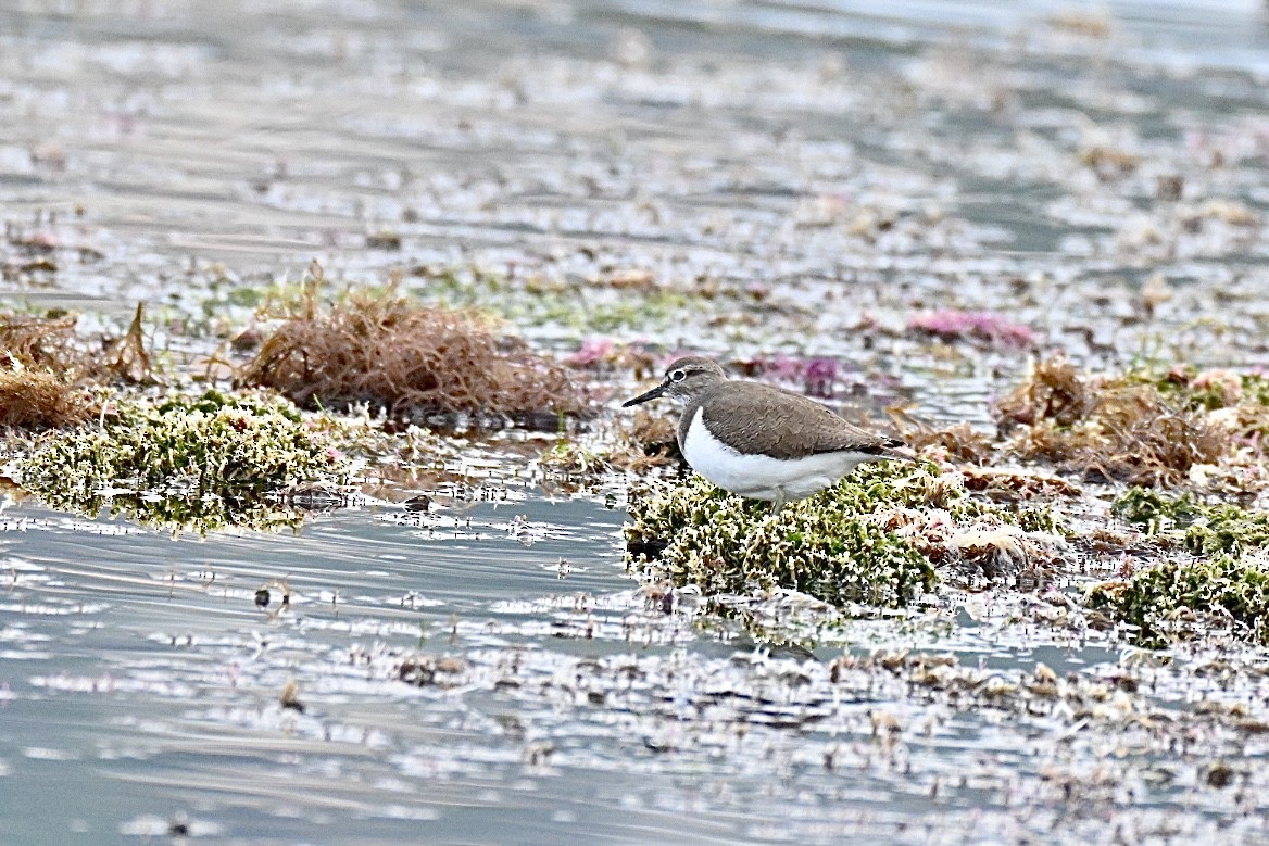 Common Sandpiper - Claude PHILIPPE