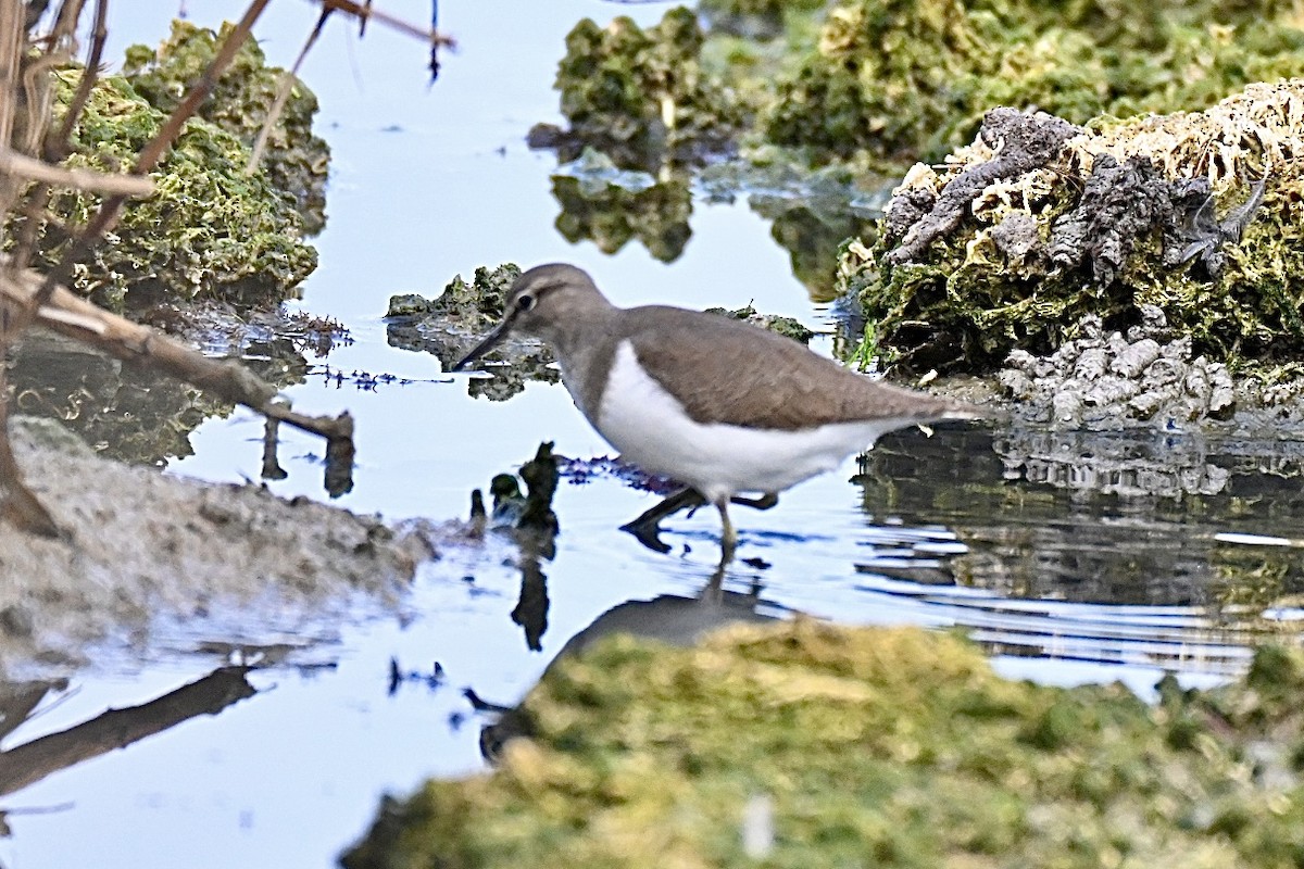Common Sandpiper - Claude PHILIPPE