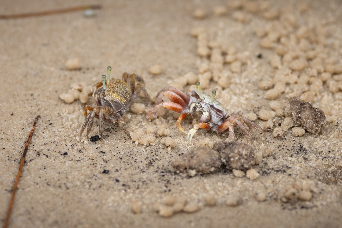 Crustaceans - ML642912811