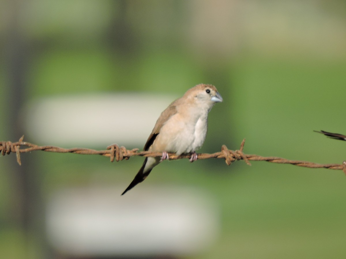 Indian Silverbill - ML642912821