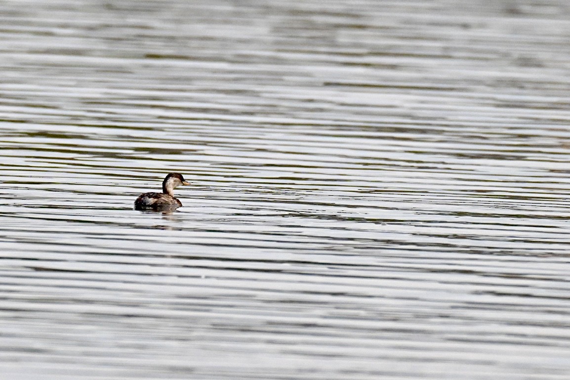 Little Grebe - ML642912828
