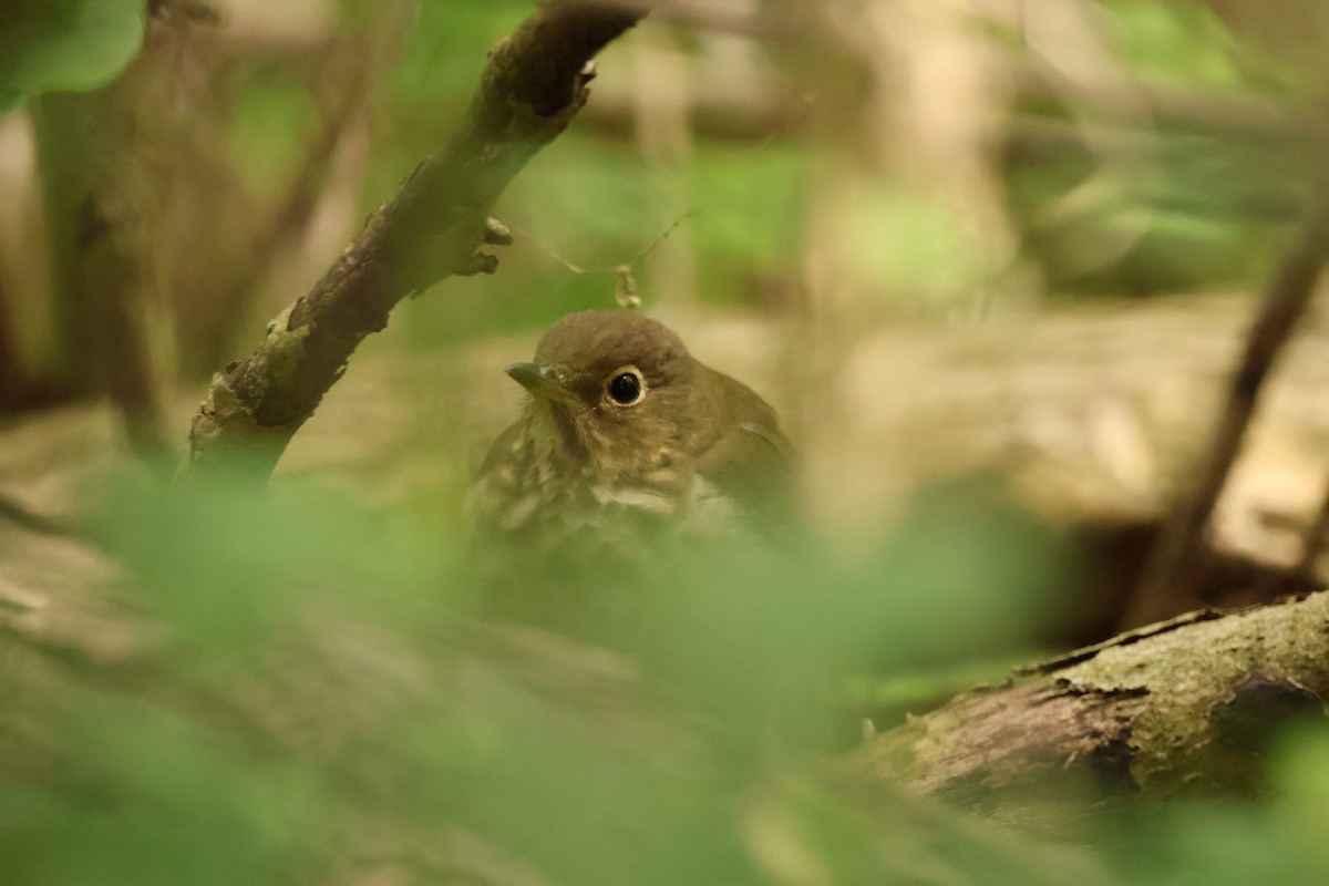 Swainson's Thrush - ML642912829