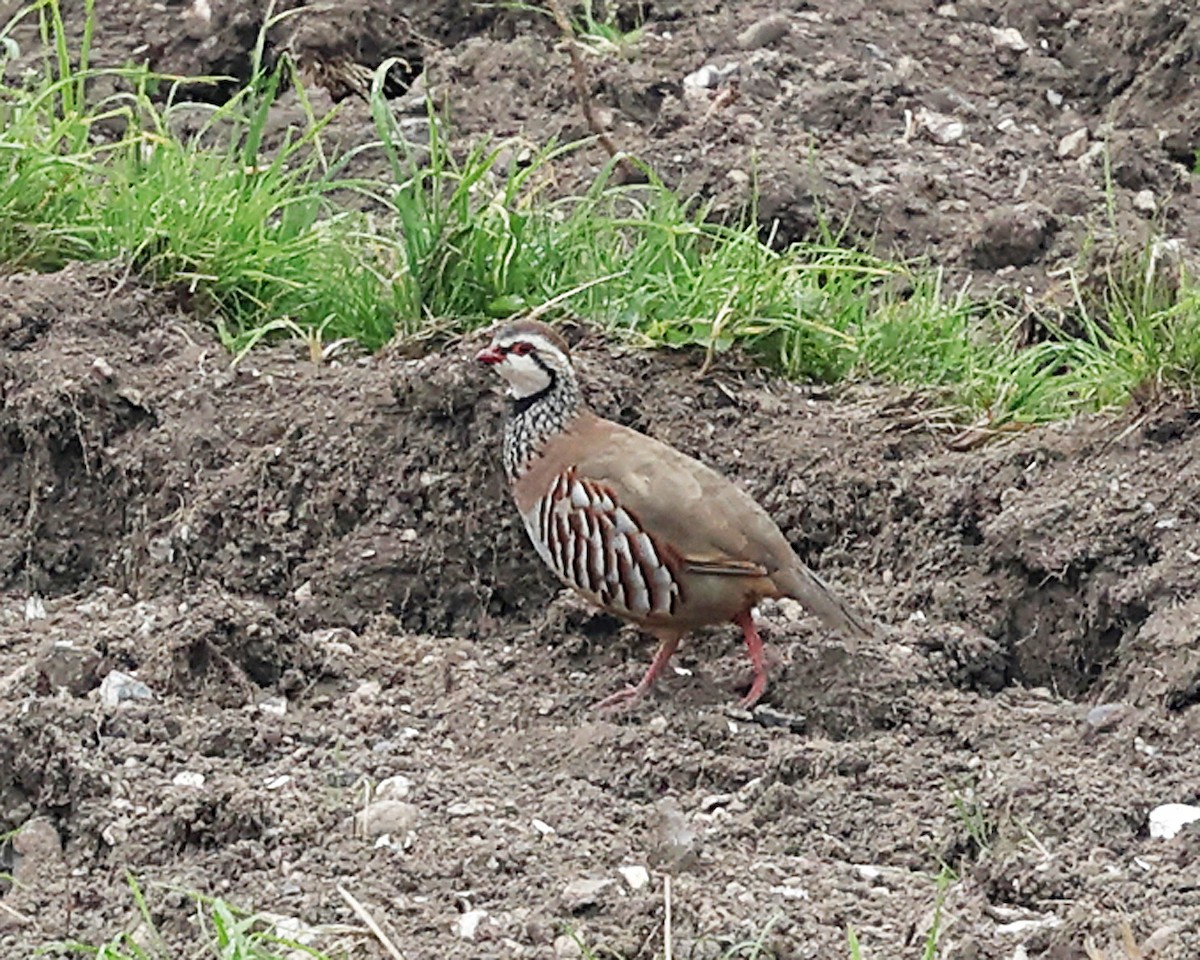 Red-legged Partridge - ML642912833