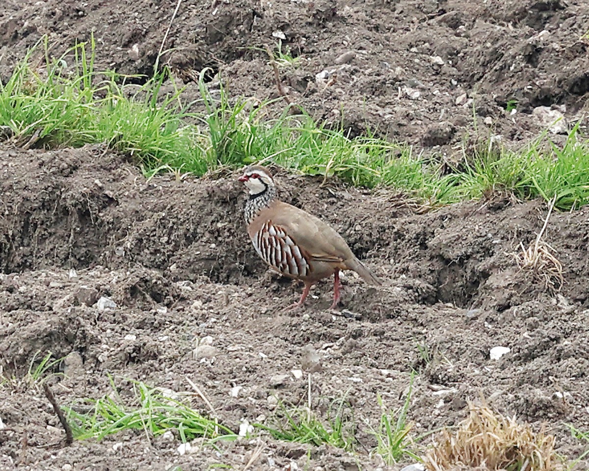 Red-legged Partridge - ML642912835