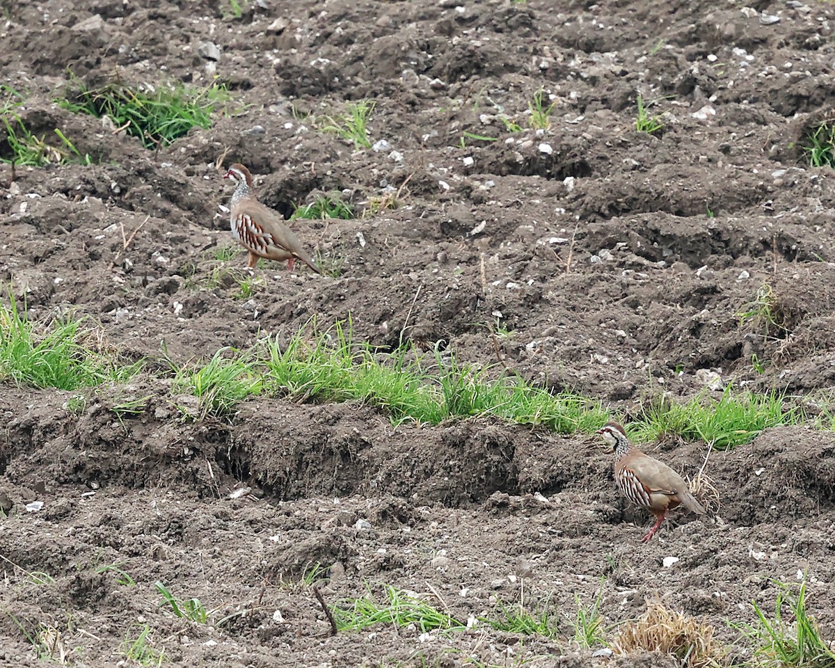 Red-legged Partridge - ML642912837