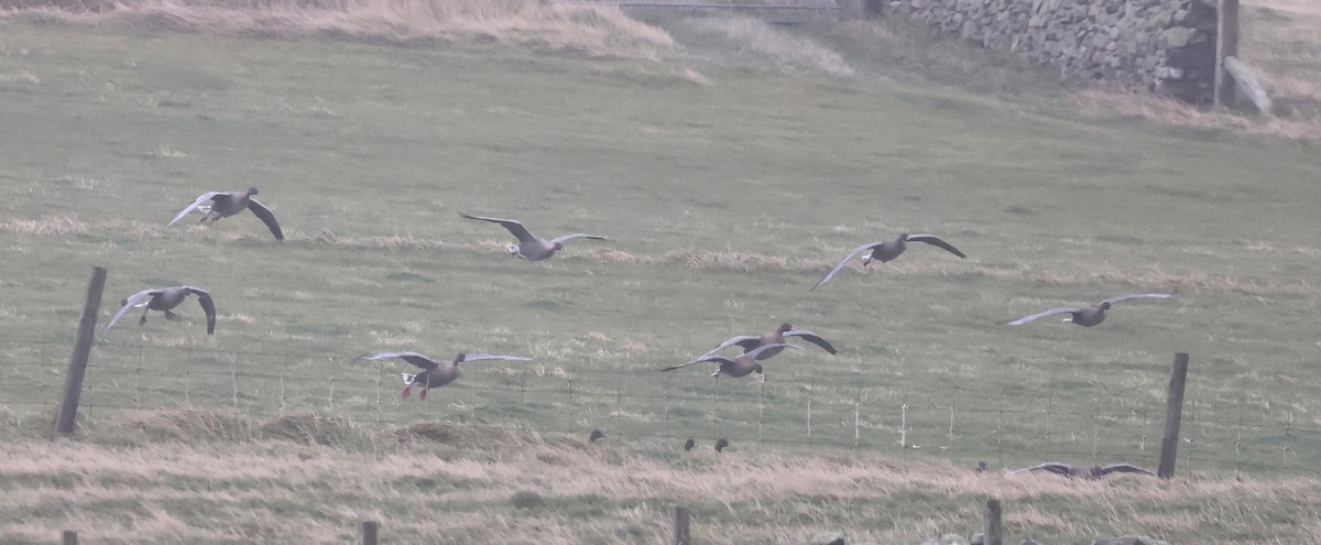 Pink-footed Goose - ML642912838