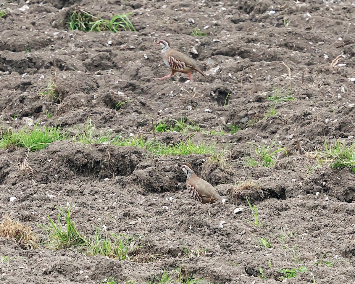 Red-legged Partridge - ML642912840