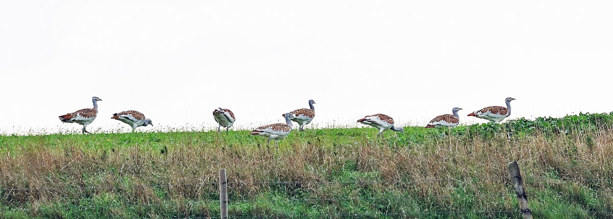 Great Bustard - ML642912846