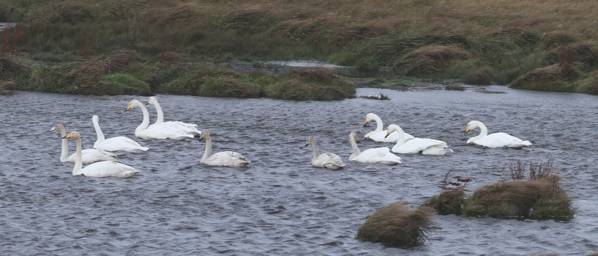 Whooper Swan - ML642912847