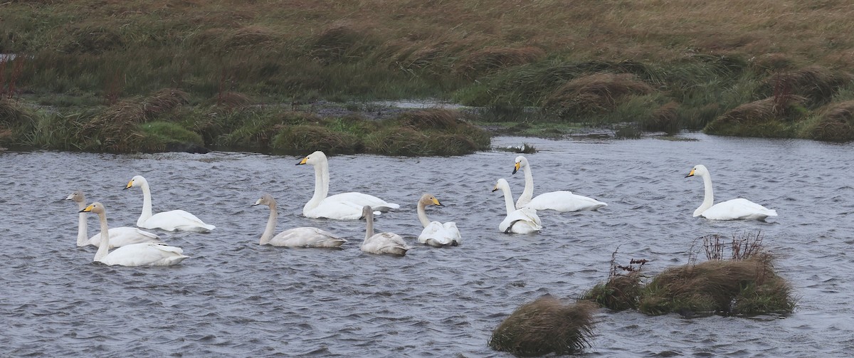 Whooper Swan - ML642912848