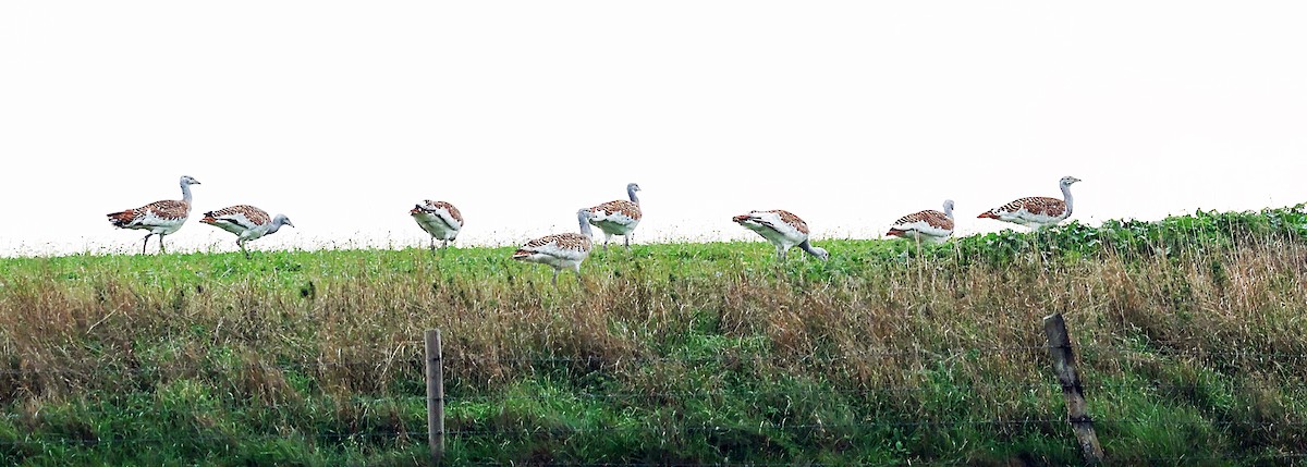 Great Bustard - ML642912855