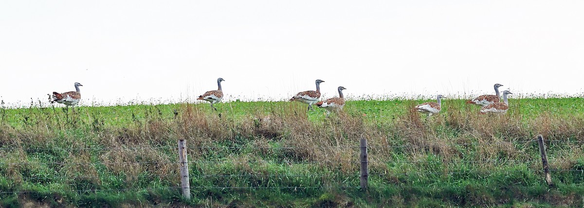Great Bustard - ML642912858