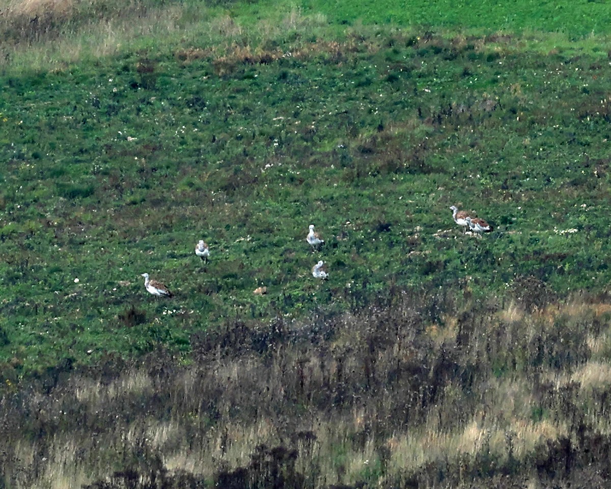 Great Bustard - ML642912869