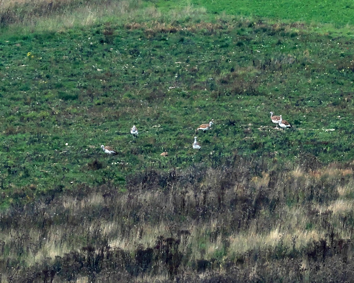 Great Bustard - ML642912873