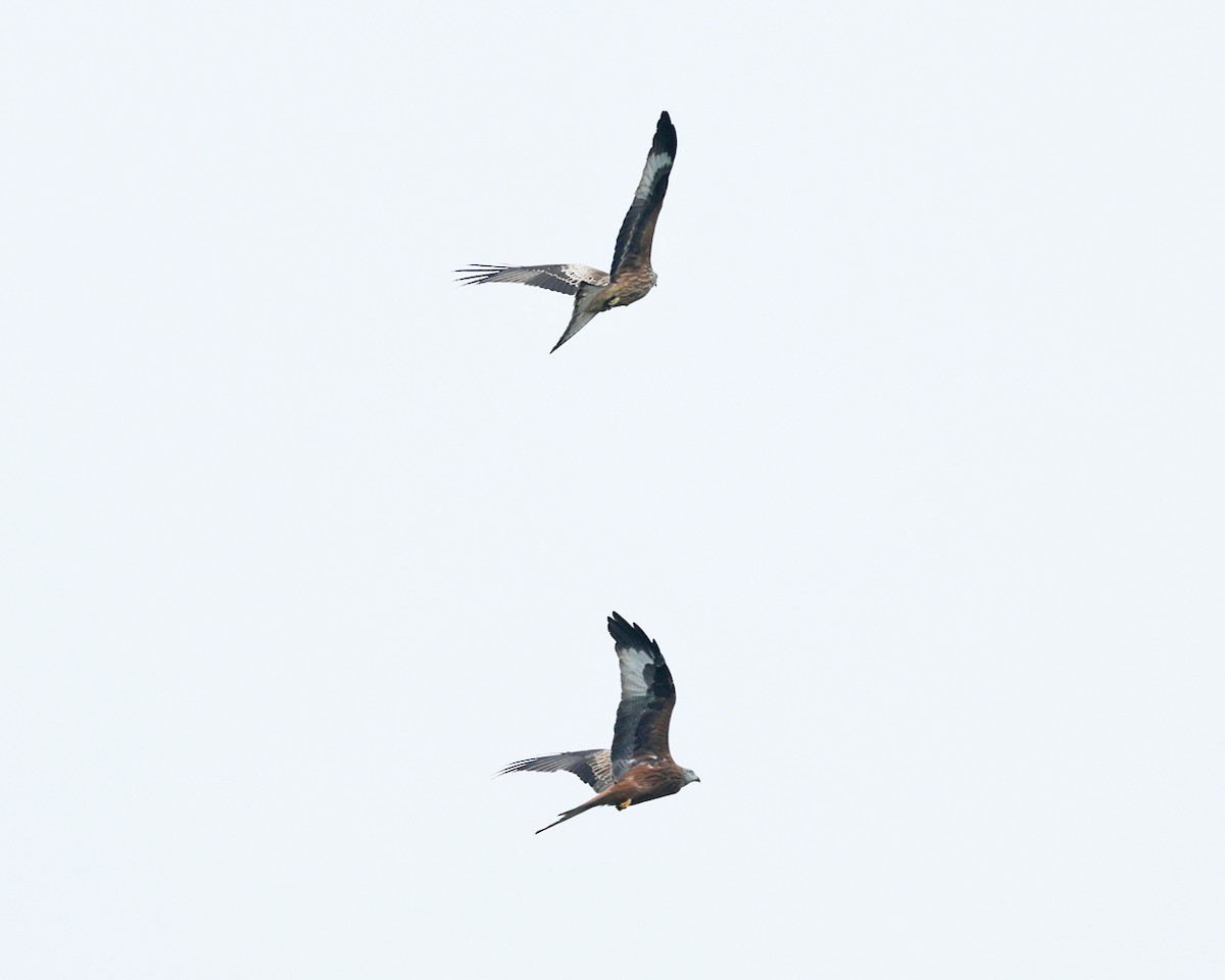 Red Kite - ML642912877