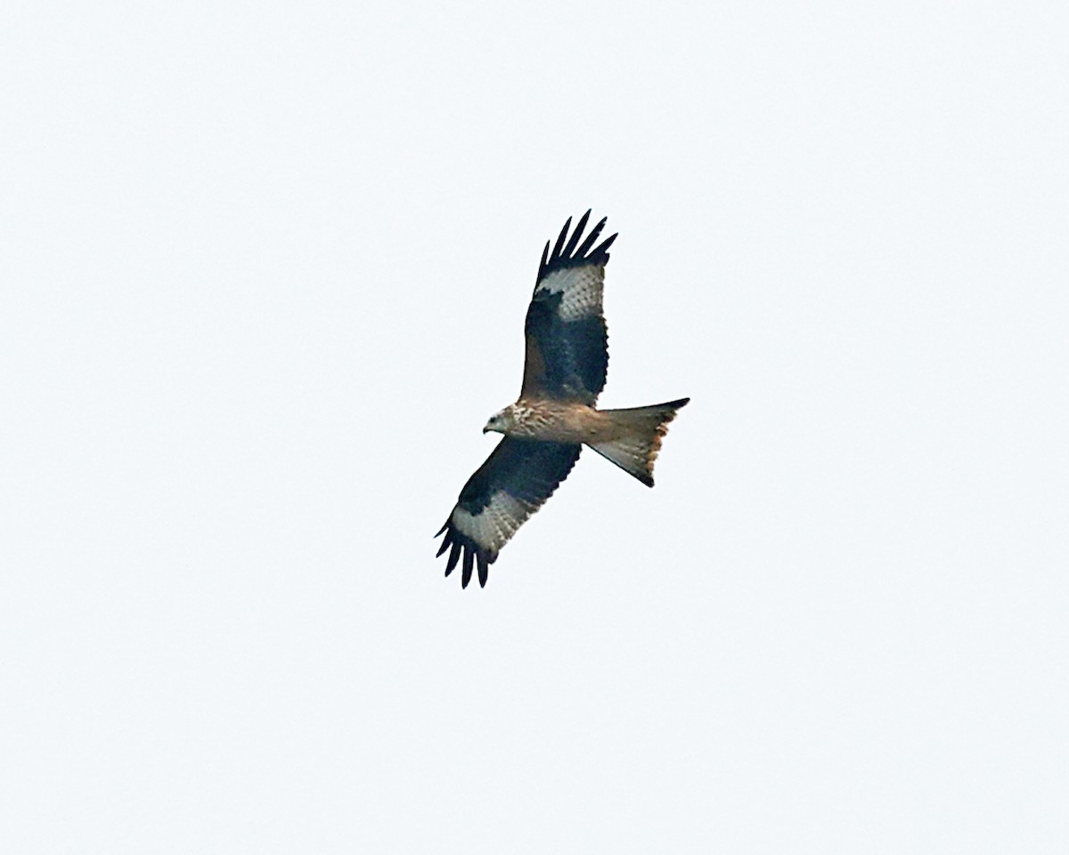 Red Kite - ML642912879