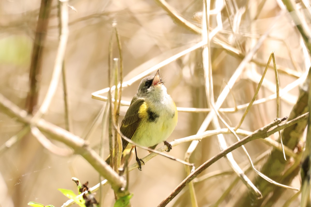 American Redstart - ML642912881