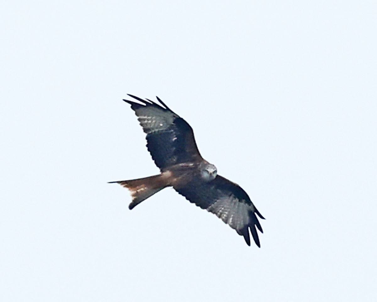 Red Kite - ML642912883