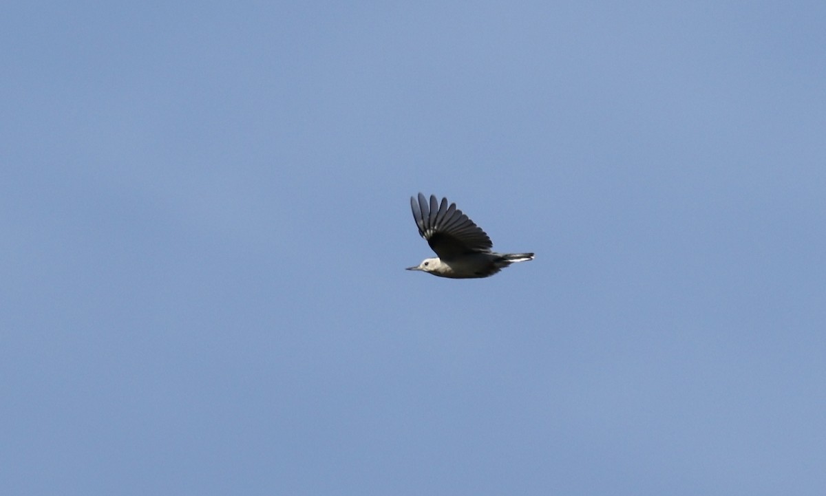 White-breasted Nuthatch - Joe Gyekis