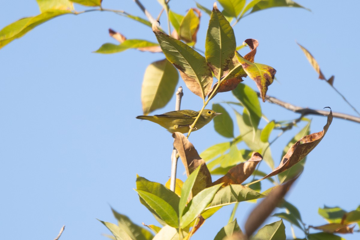 Yellow Warbler - ML642912886