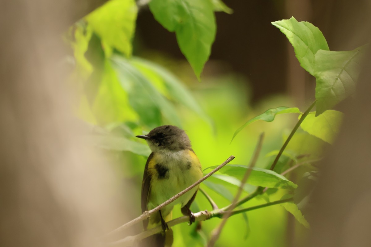 American Redstart - ML642912888