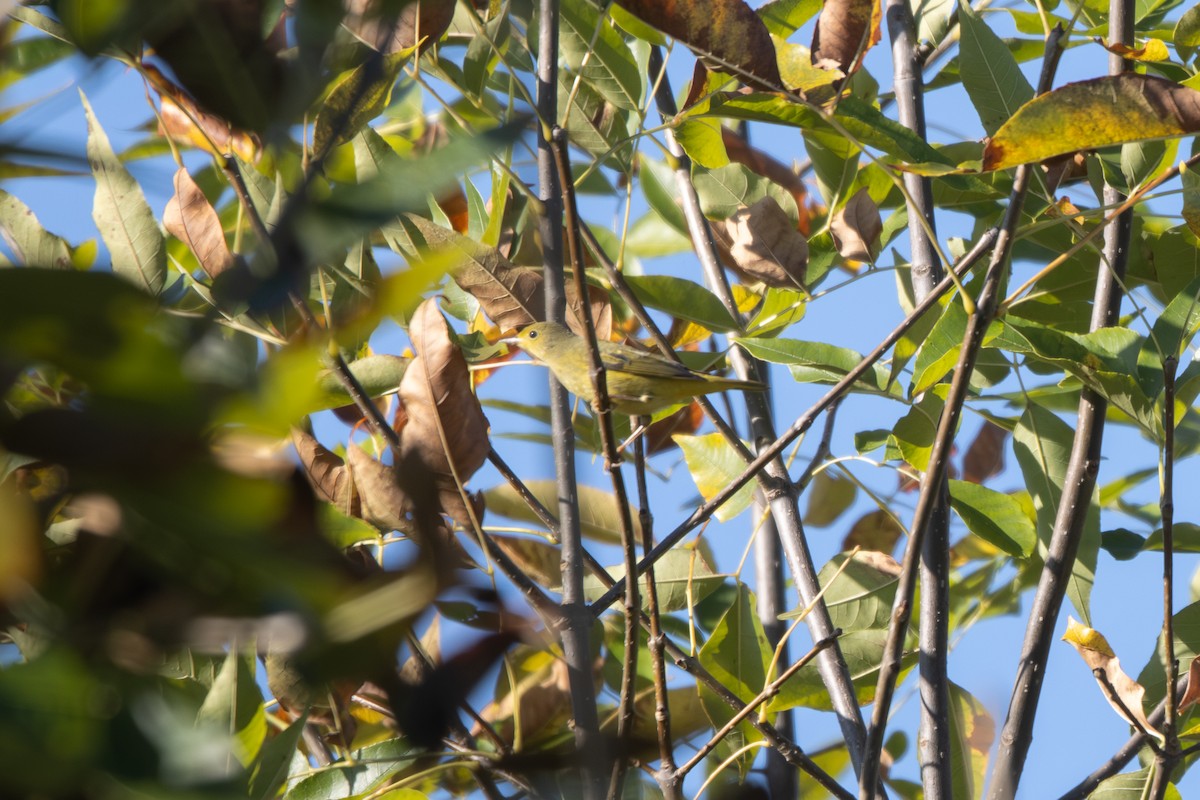 Yellow Warbler - ML642912891