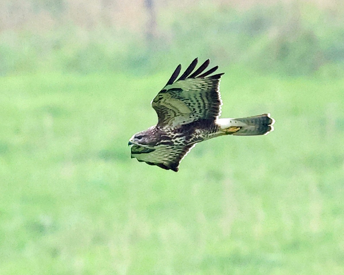 Common Buzzard - ML642912892