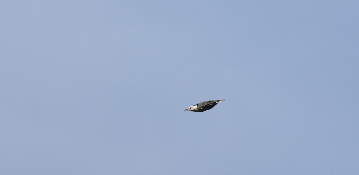 White-breasted Nuthatch - Joe Gyekis