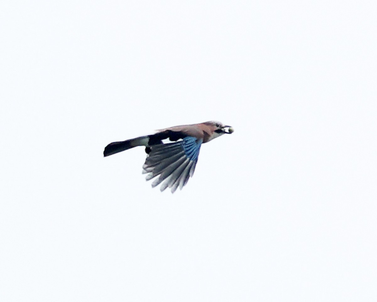 Eurasian Jay - ML642912897