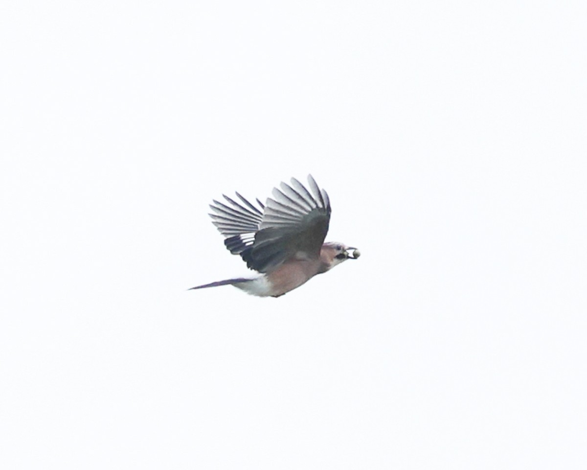 Eurasian Jay - ML642912900